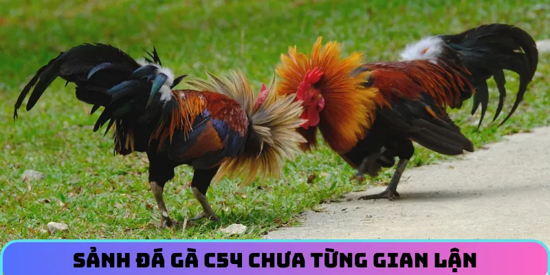 da-ga-c54-khong-gian-lan